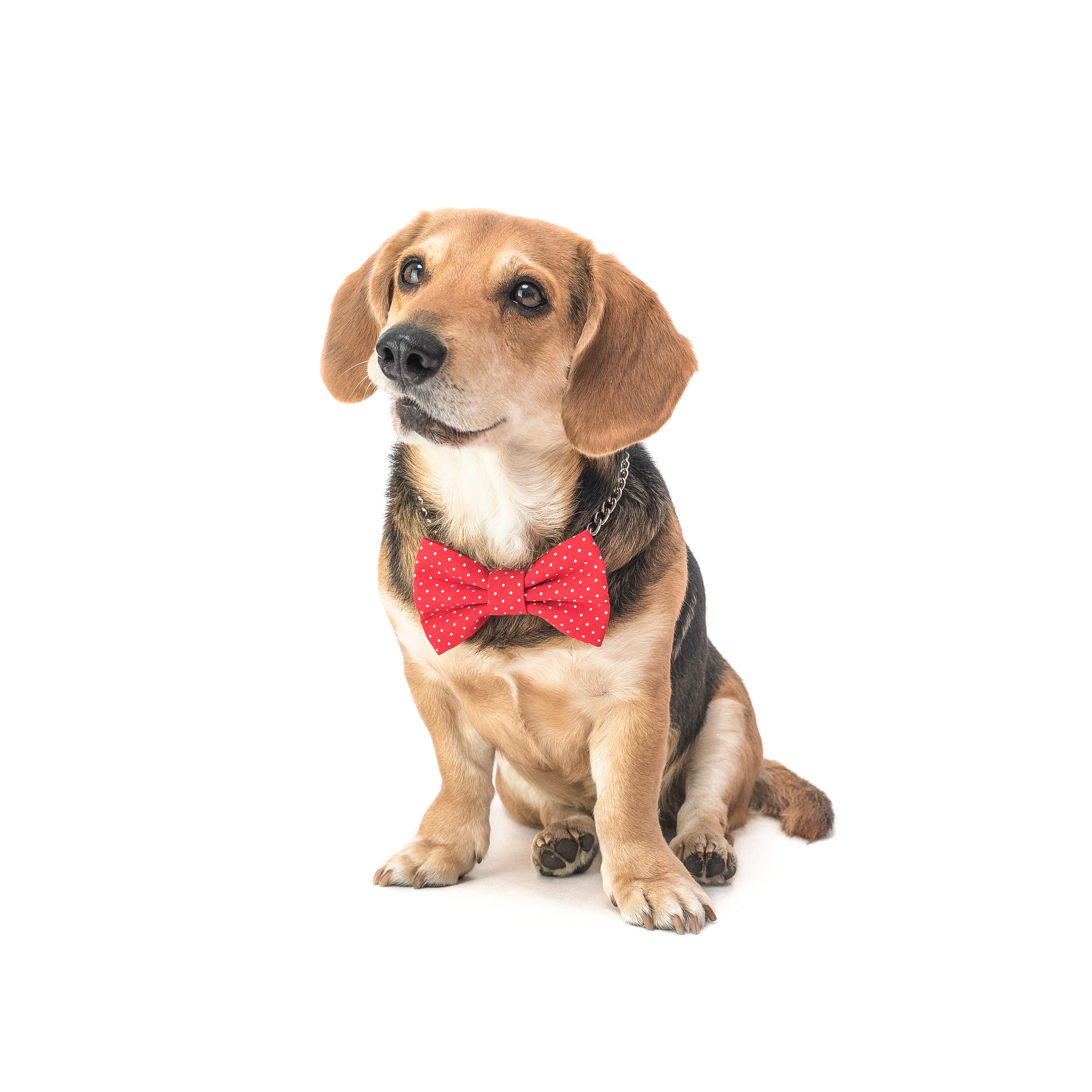 Red dog bow tie with white dots